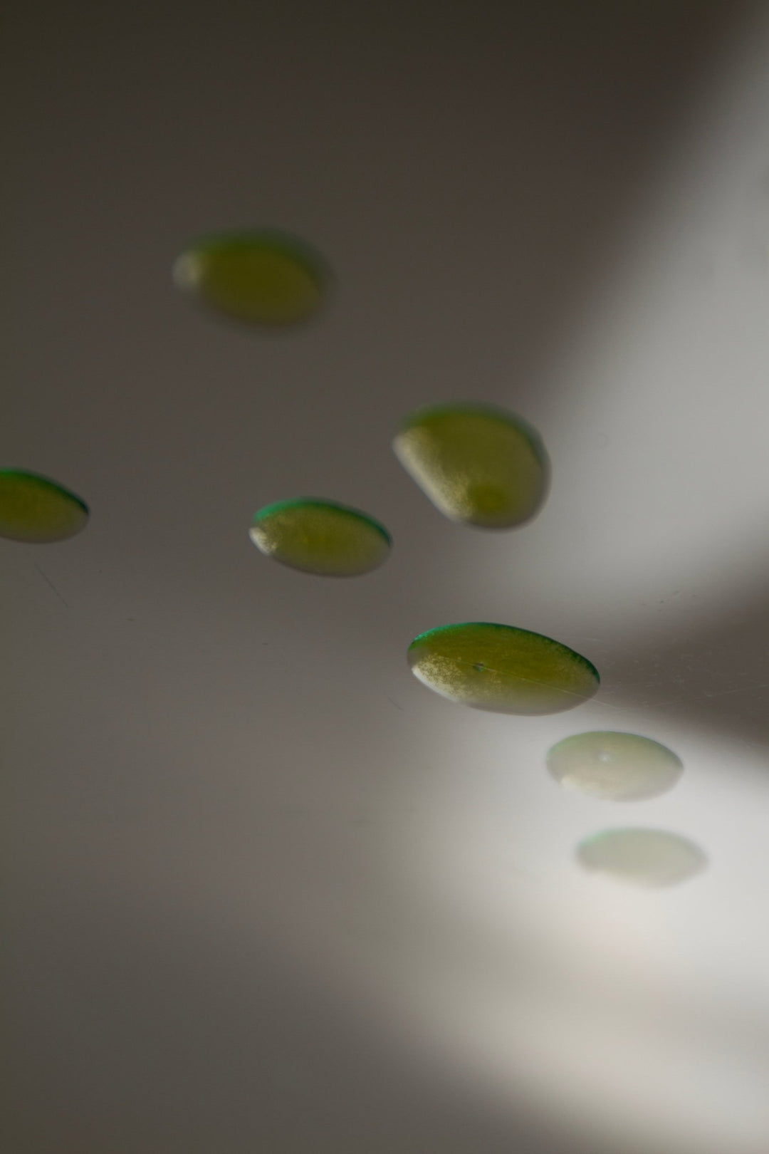 Summer Solace Tallow - Mountain Song Body Oil – Tallow - Based Botanical Infusion (Coming Soon) - Face and Hair Oil