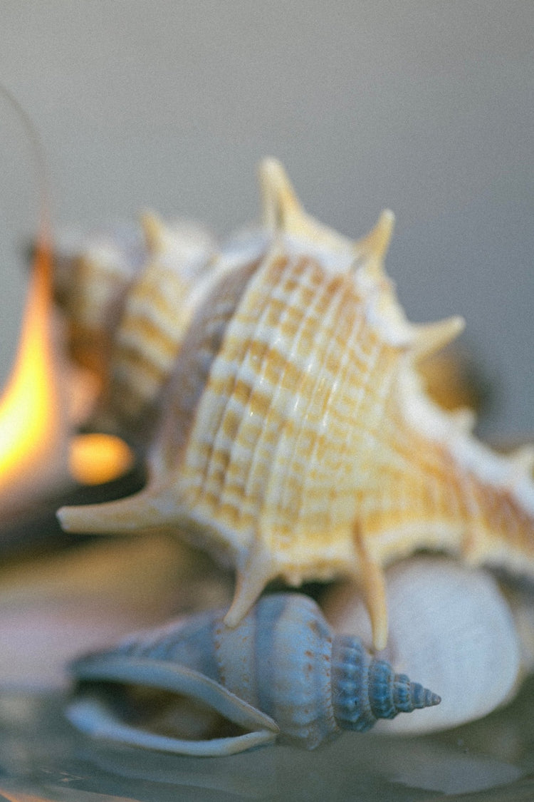 Summer Solace Tallow - SEELE – Ritual Sea Salt Scrub | Celtic Salt®, Choya Nākh, Sage & Coriander - Tallow Scrub