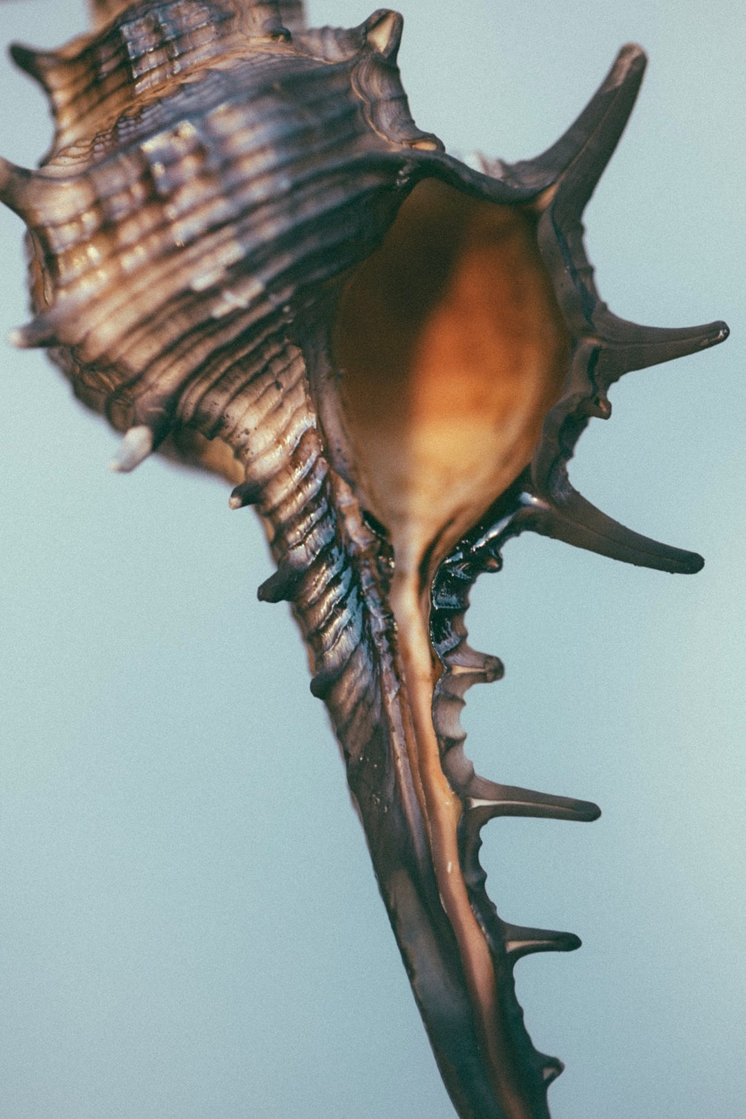 Summer Solace Tallow - SEELE – Ritual Sea Salt Scrub | Celtic Salt®, Choya Nākh, Sage & Coriander - Tallow Scrub