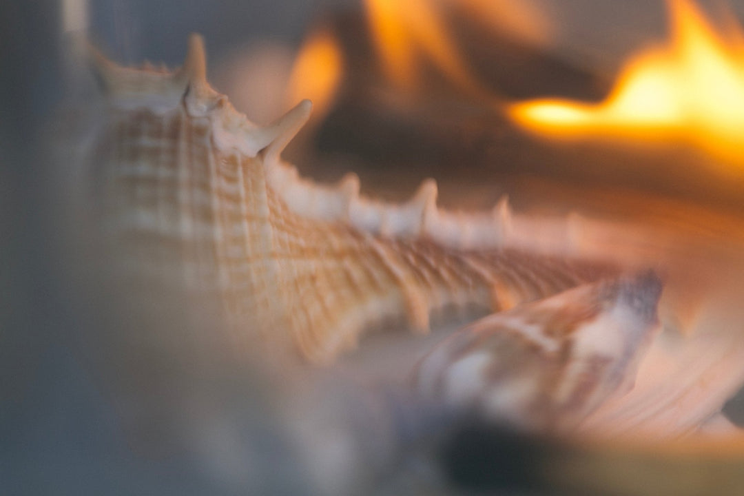 Summer Solace Tallow - SEELE – Ritual Sea Salt Scrub | Celtic Salt®, Choya Nākh, Sage & Coriander - Tallow Scrub