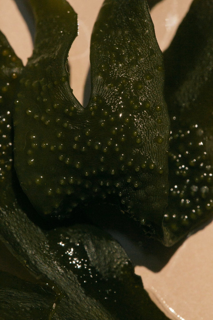 Summer Solace Tallow - Sea Change Seaweed Bar Soap - Regenerative Tallow™ - Soap