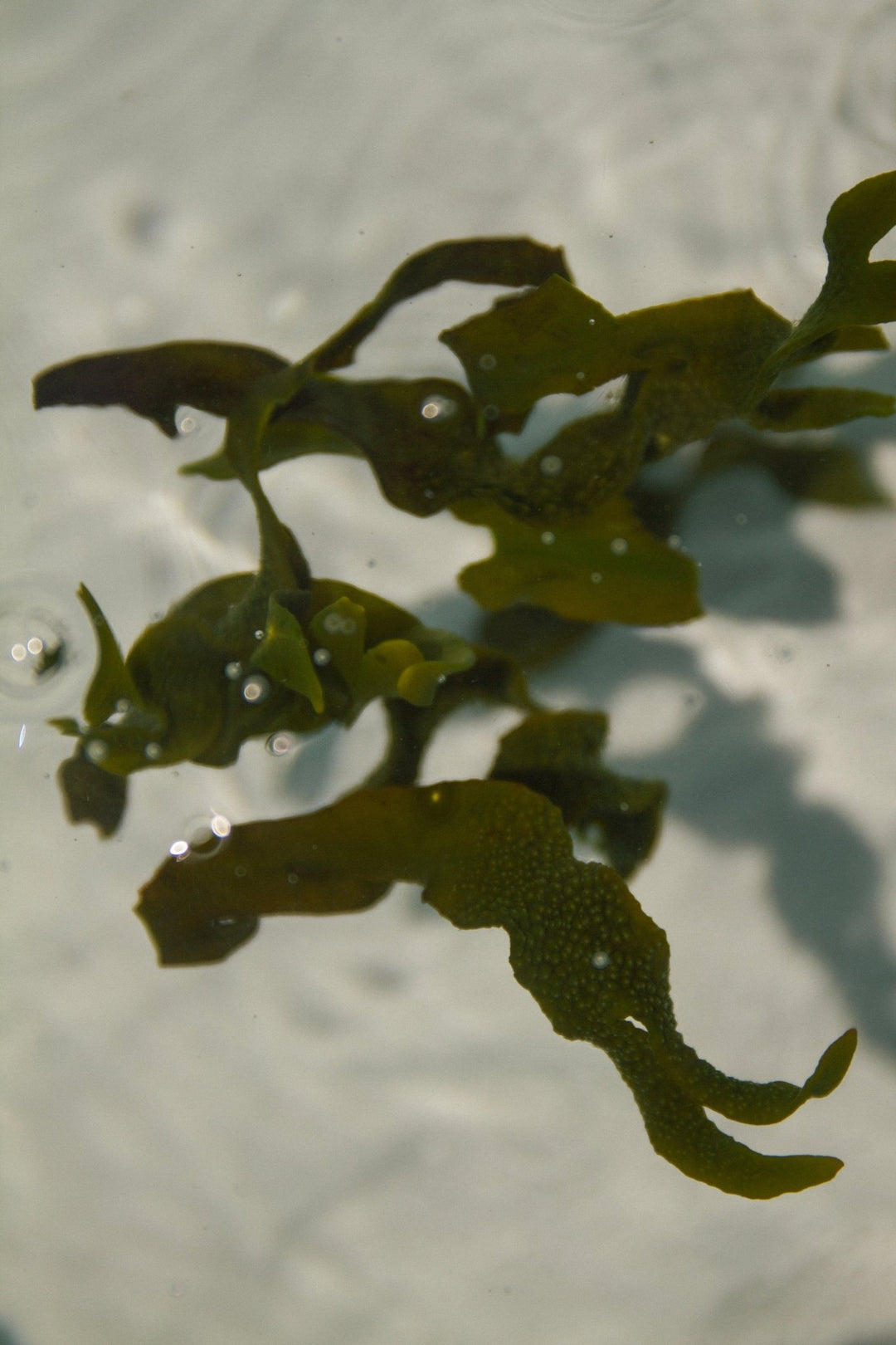 Summer Solace Tallow - Sea Change Seaweed Bar Soap - Regenerative Tallow™ - Soap