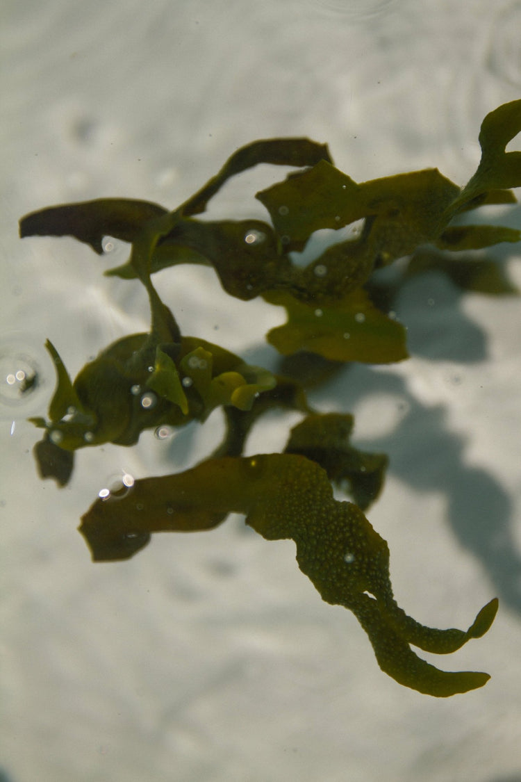 Summer Solace Tallow - Sea Change Seaweed Bar Soap - Regenerative Tallow™ - Soap