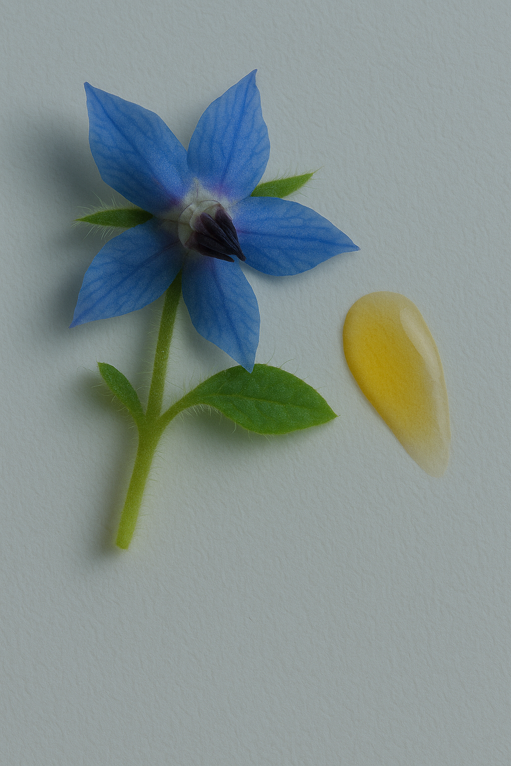 Borage flower and oil on light gray background. Ingredient found in Summer Solace Tallow products.