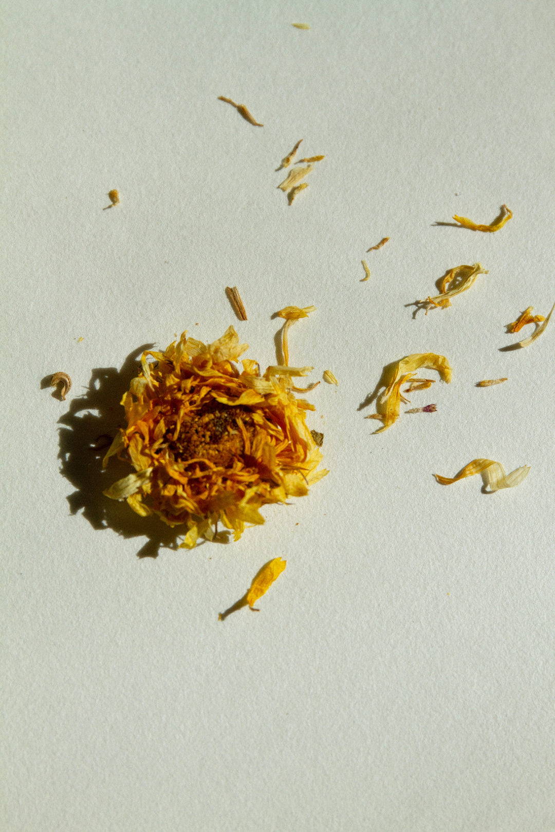 Calendula flower leaves ingredient found in Summer Solace Tallow products 