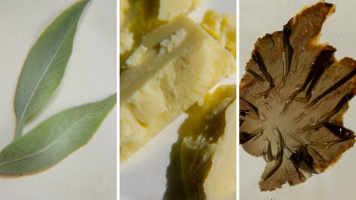 Our Regenerative Ingredients