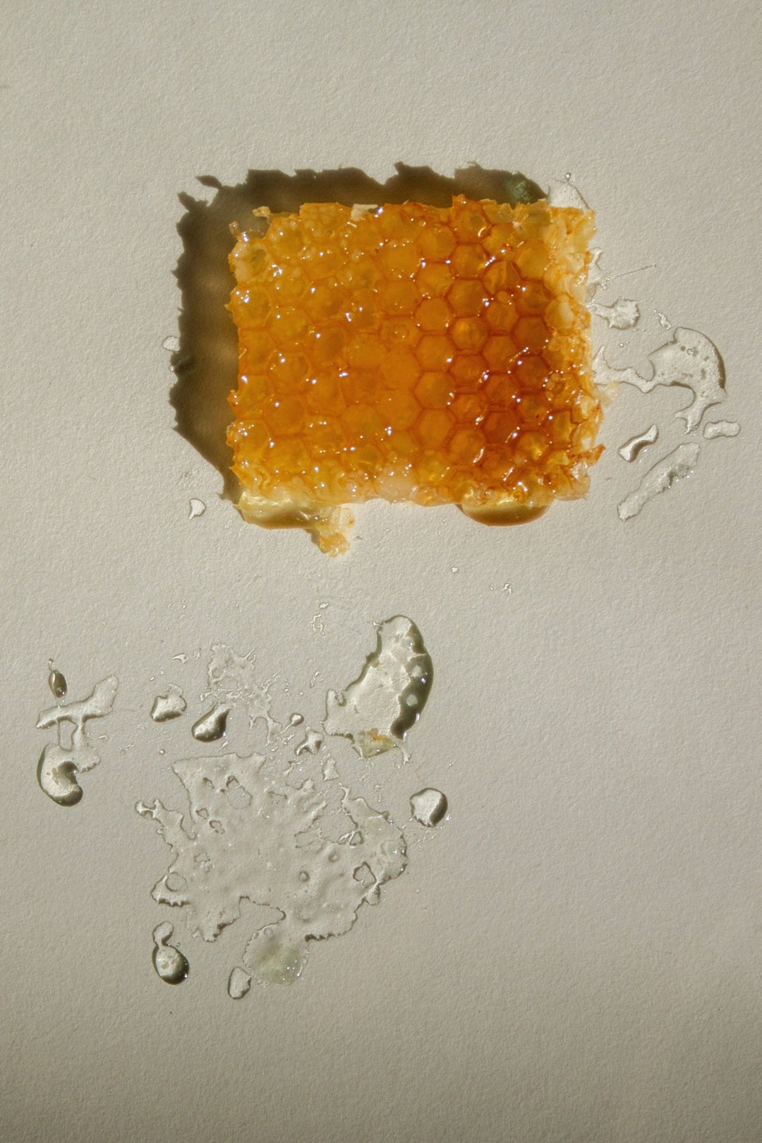 Summer Solace Tallow - Coming Soon! | PURE Unscented Tallow & Beeswax Lip Balm - Lip Balm