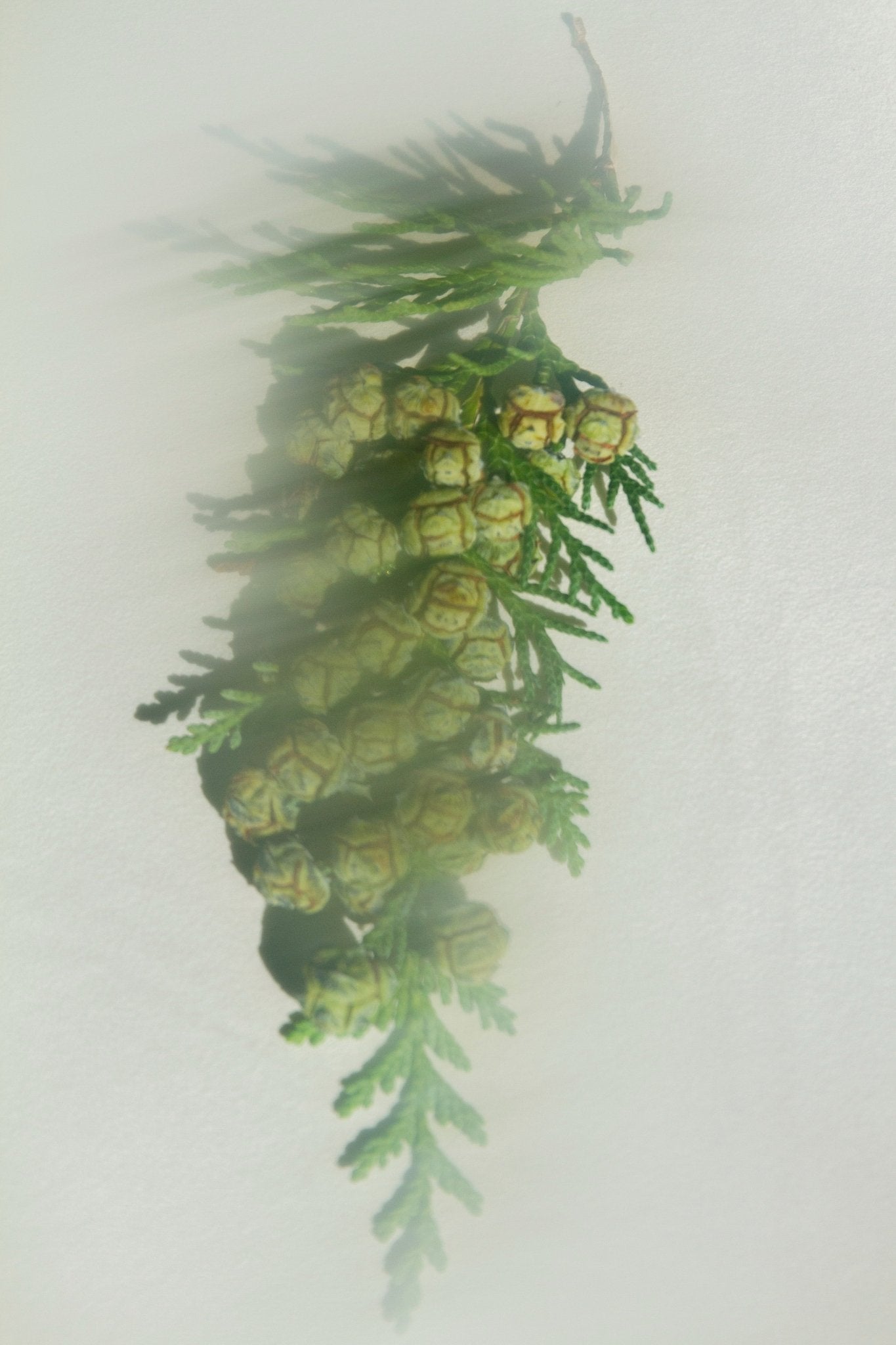 Summer Solace Tallow - Hiba Wood & Red Cedar Leaf – Grounding Perfume Mist (Water - Based) - Perfume