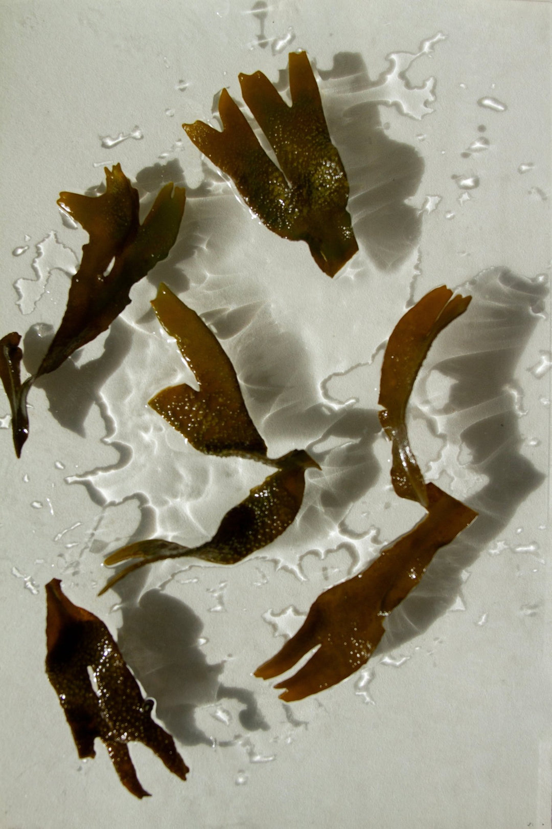 Summer Solace Tallow - Sea Change Seaweed Bar – Neroli & Bladderwrack for Mineral-Rich Cleansing - Tallow Soap