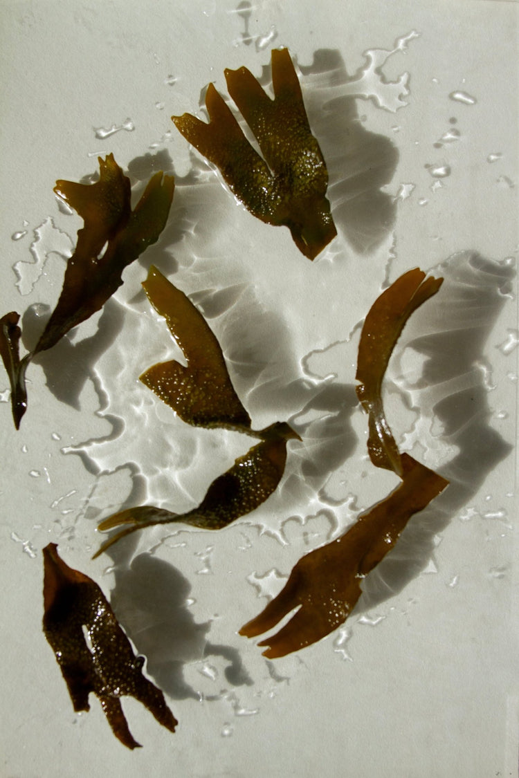 Summer Solace Tallow - Sea Change Seaweed Bar – Neroli & Bladderwrack for Mineral-Rich Cleansing - Tallow Soap