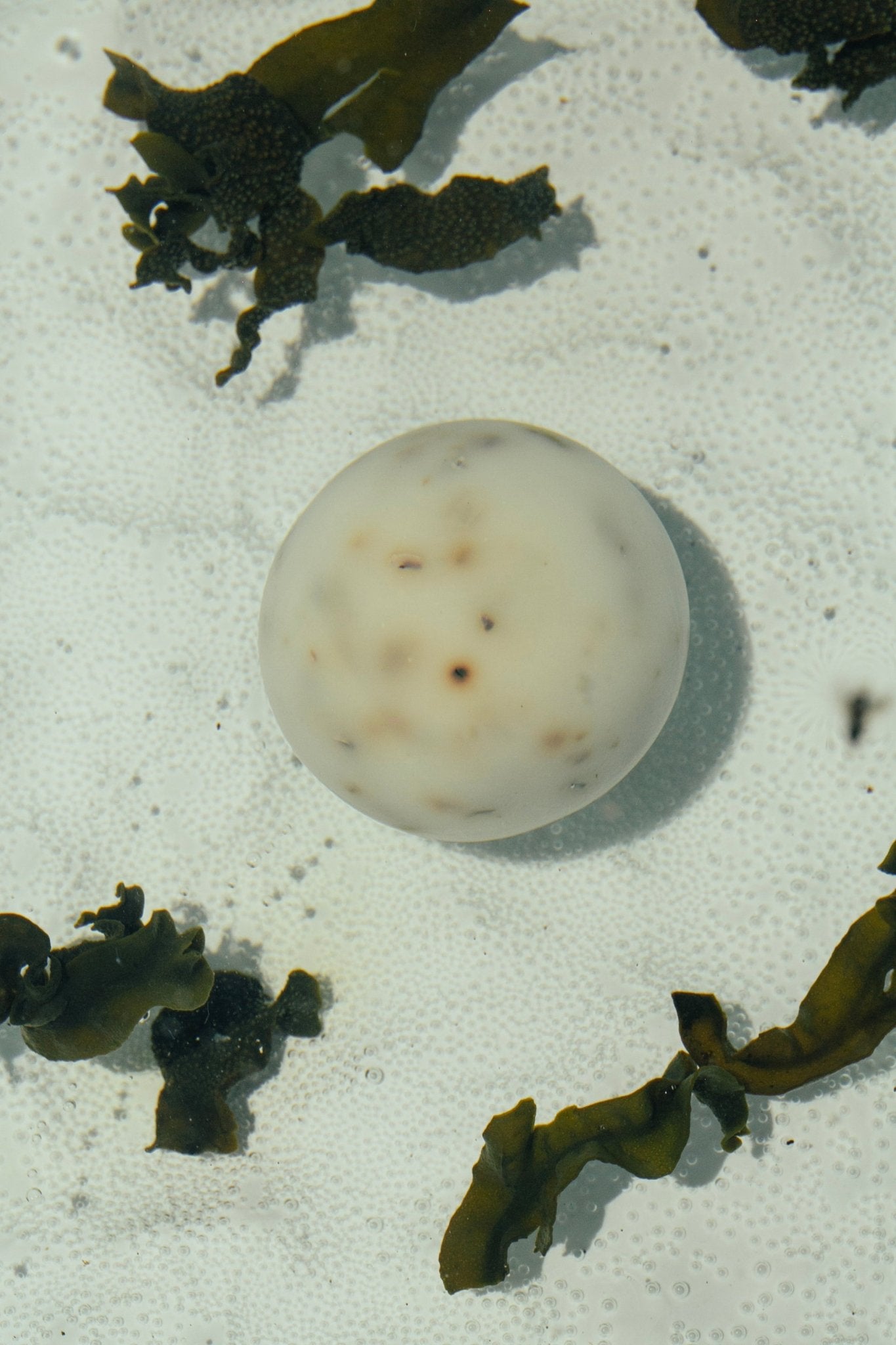 Summer Solace Tallow - Sea Change Seaweed Sphere Soap - Regenerative Tallow® - Soap