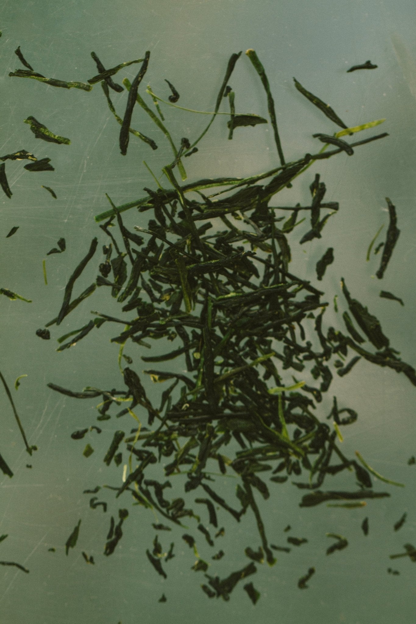 E3Live blue-green algae used in handcrafted tallow soap